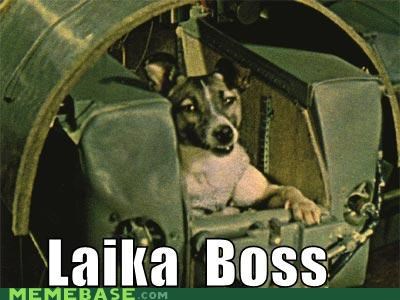 Go to Space... Like a Dog