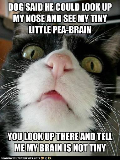 I Haz a Mighty Brain