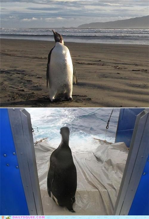 Acting Like Animals: Happy Feet Heads Home