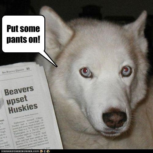 Beavers Are So Upsetting