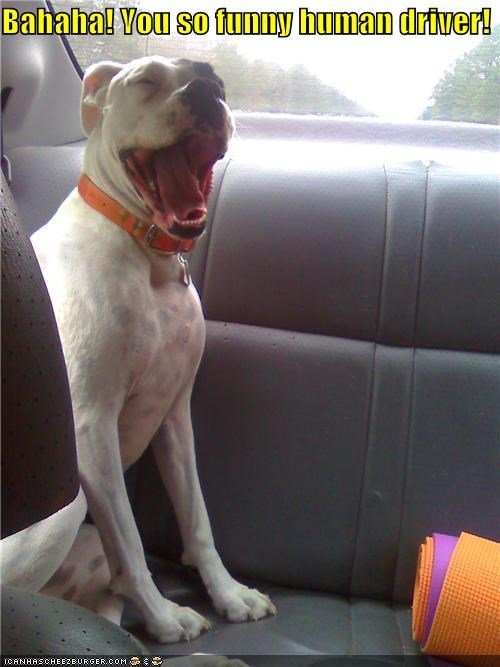 Bahaha! You so funny human driver!
