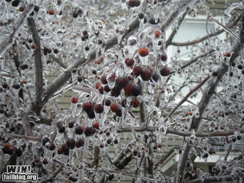 Mother Nature FTW: It's Berry Cold