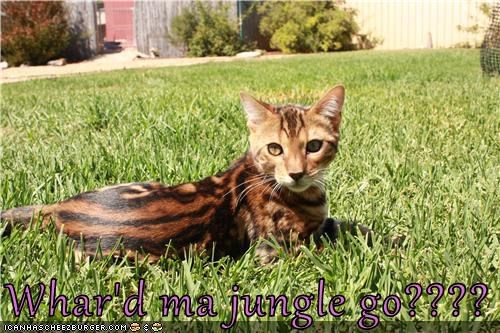 Whar'd ma jungle go????