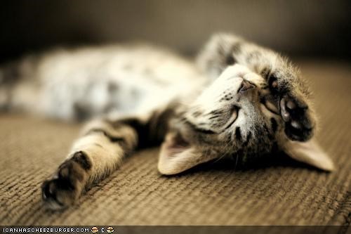 Cyoot Kitteh of teh Day: Reddy 2 Relax on Caturday!