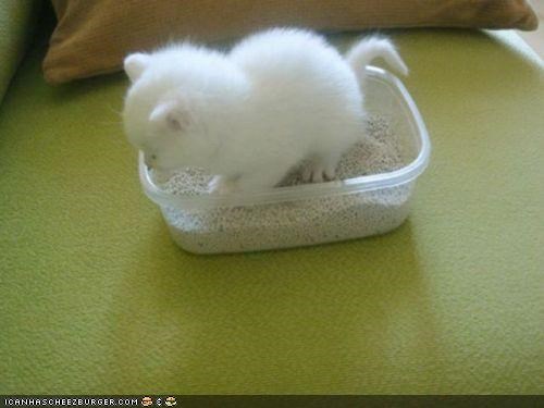 Cyoot Kitteh of teh Day: Itteh Bitteh Litterbawx Committeh