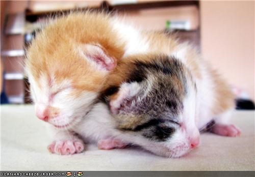 Cyoot Kittehs of teh Day: Stackable Sweethearts