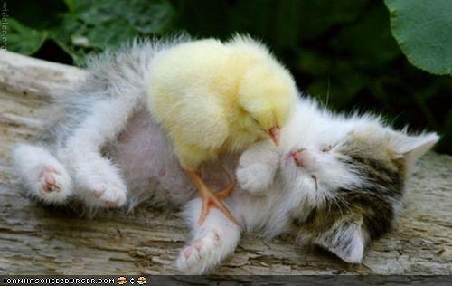 Cyoot Kitteh of teh Day: Chiks Luv Meh