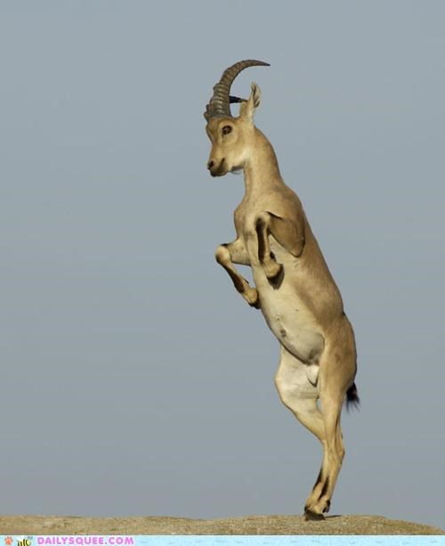 Acting Like Animals: Dance Dance Dance