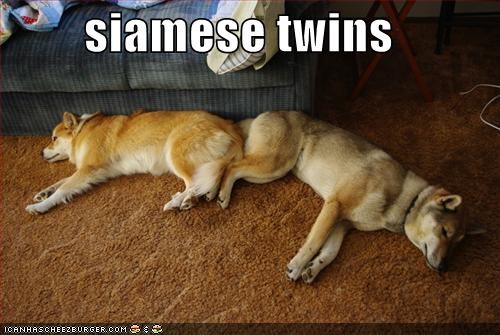 siamese twins