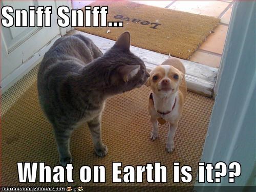 Sniff Sniff...  What on Earth is it??