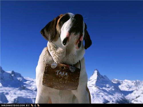Goggie ob teh Week: Mountain-top Master