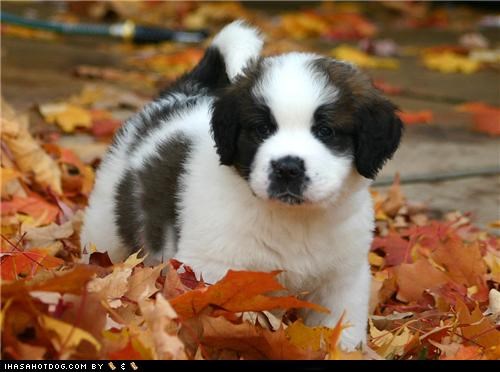 Goggie ob teh Week: Autumn Leaves