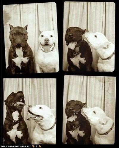 17 Pictures of Goggies in Photo Booths
