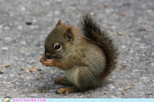 Nibble Nibble Nom Nom