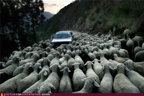 Sheep-Tastrophe