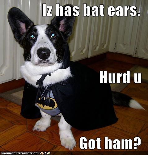Iz has bat ears. Hurd u Got ham?