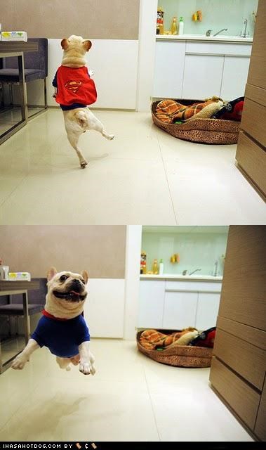 SuperDog to the Rescue!