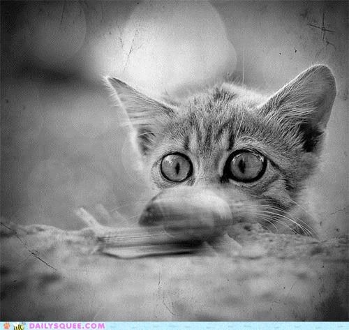 Acting Like Animals: Cat-Like Reflexes