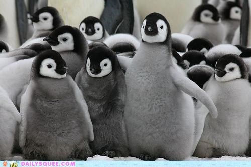 The Gang's All Here