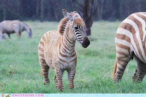Color Me Squee