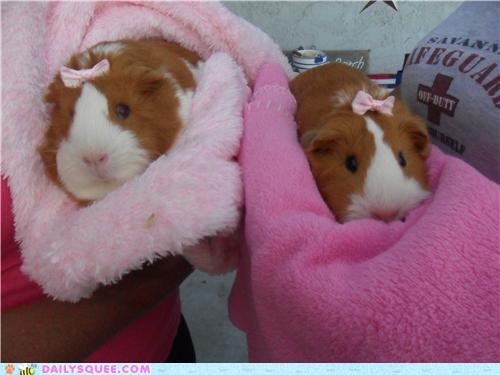 My guinea pigs Ruby and Cocoa showing off their pretty pink bows! (: