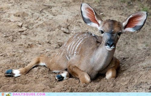 Whatsit Wednesday: Kudu Kiddo