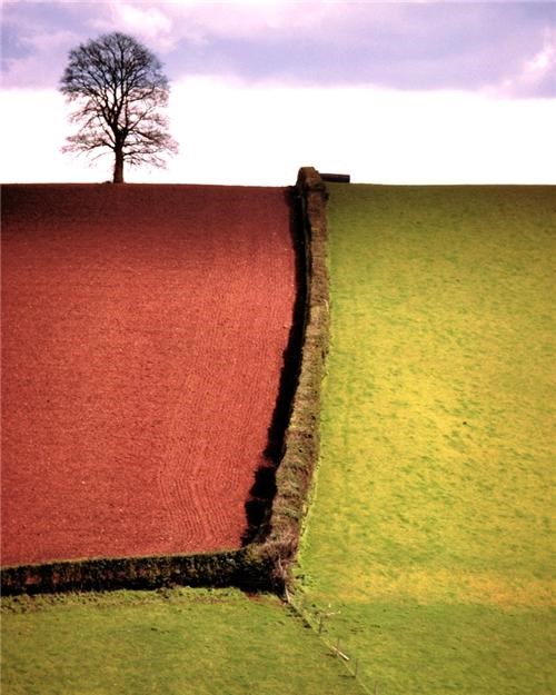 Tree Near Ide, England