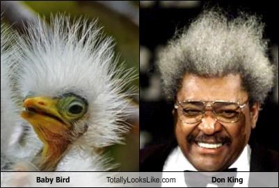 Baby Bird Totally Looks Like Don King