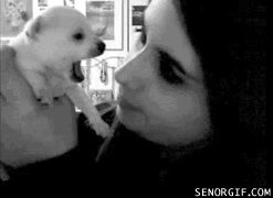 Puppy Nose Biter