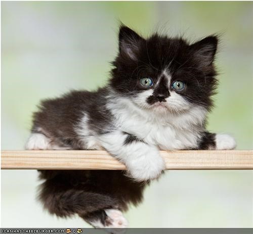 Cyoot Kitteh of teh Day: Balancing Act