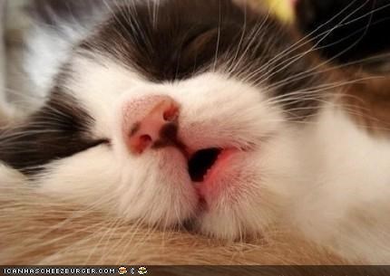 Cyoot Kitteh of teh Day: Caturday Sleep-In