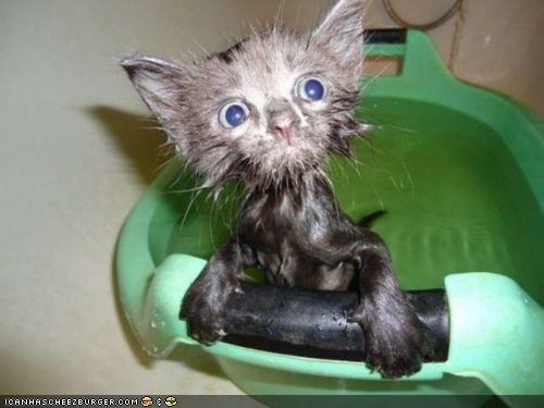 Cyoot Kitteh of teh Day: Baff Tiem Iz teh Wurst Tiem