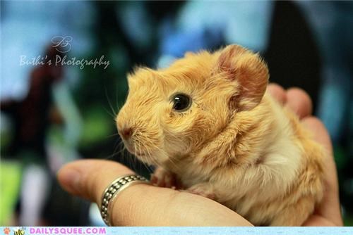 Squee Spree: Daring-'Do