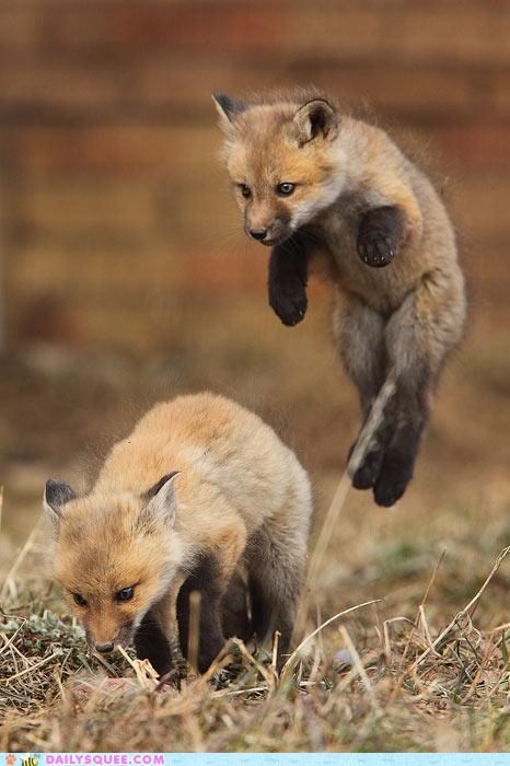 Acting Like Animals: Mutual Grounding in 3... 2...