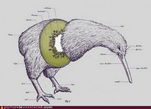 So That's Why They're Fuzzy!