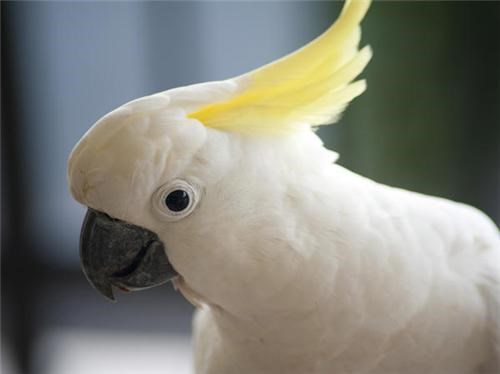 Talking Cockatoo Phenomenon of the Day