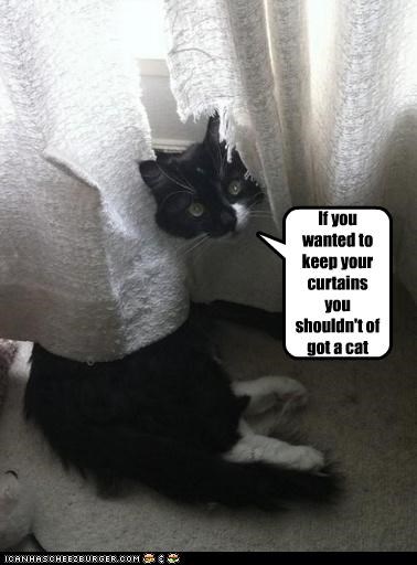 If you wanted to keep your curtains you shouldn't of got a cat