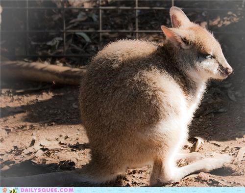 cute animals - Squee Spree: Kangaroos Vs. Wallabies!