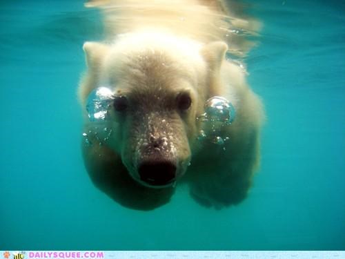 Acting Like Animals: A Bear and His Bubbles