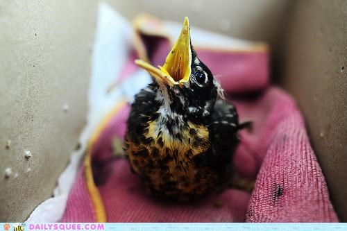 Open Wide for the Airplane!