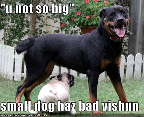 "u not so big"  small dog haz bad vishun