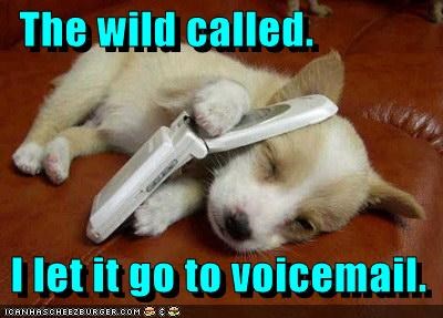 The wild called.