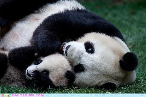 Panda Bear Cuddle Puddle