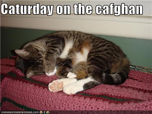 Caturday on the cafghan
