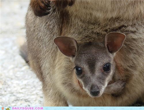 Squee Spree: Peeking Out
