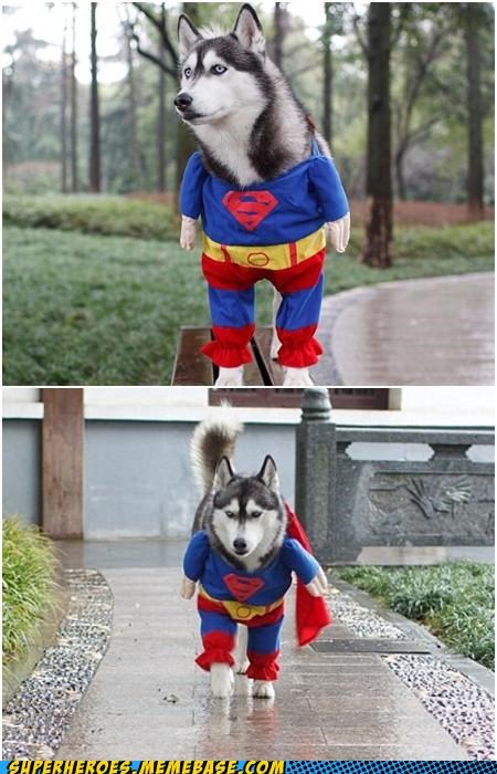 All Dogs Go To Krypton