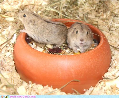 Adorable Lemmings