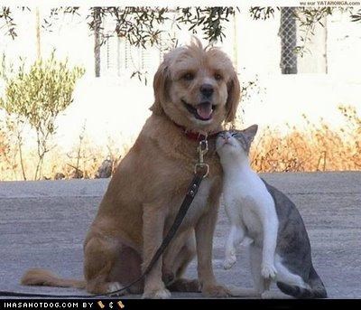 Kittehs R Owr Friends: Ohh, U So Sawft!
