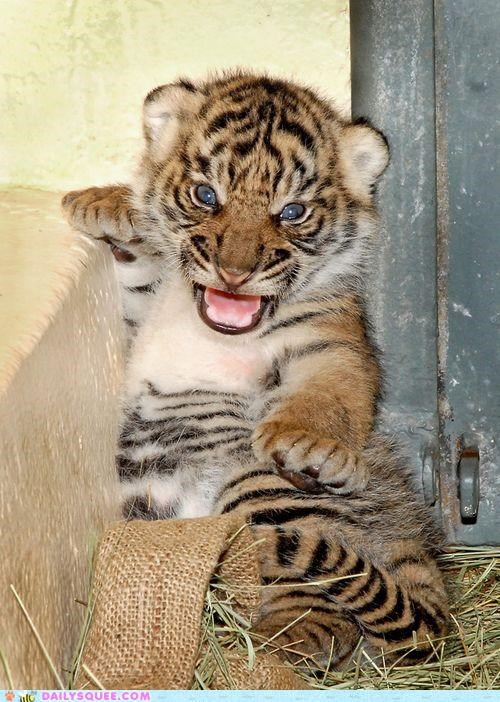 L.A. Zoo Welcomes Sumatran Tiger Cubs