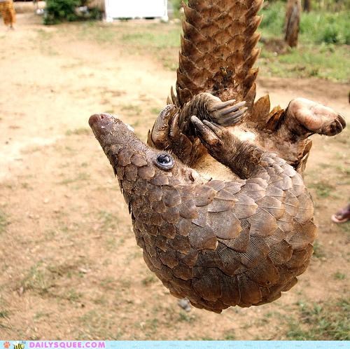 Whatsit Wednesday: Upside Down and Squee All Over